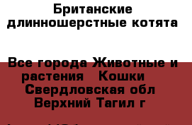 Британские длинношерстные котята - Все города Животные и растения » Кошки   . Свердловская обл.,Верхний Тагил г.